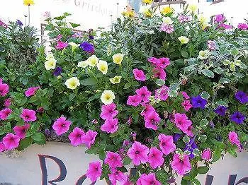 Szálloda Chesa Grischuna 4*